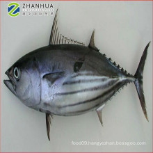 canned Frozen bonito skipjack tuna